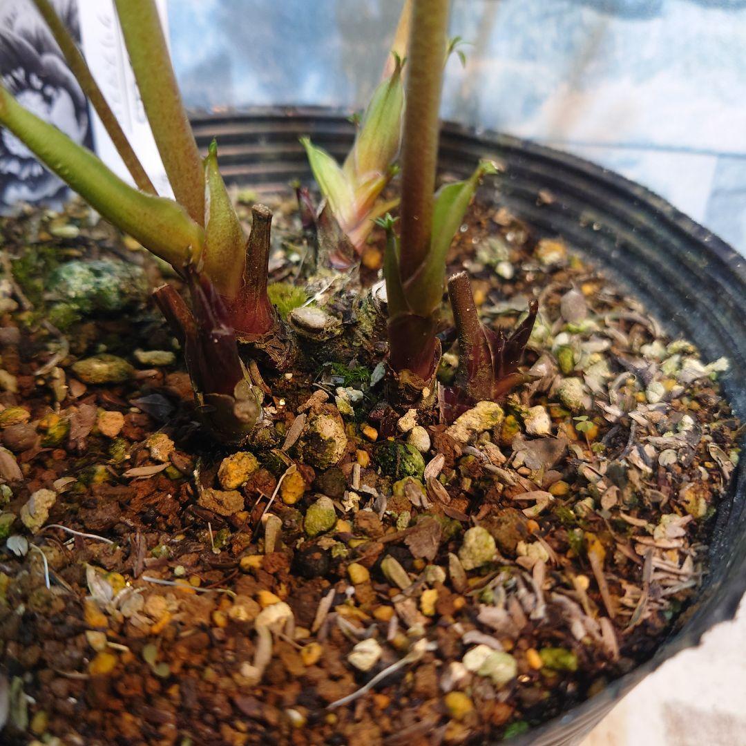 ☀️ クリスマスローズ開花株☀️ 6号スリットポット植え ☀