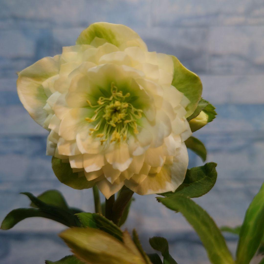 ☀️ クリスマスローズ開花株☀️ 6号スリットポット植え ☀