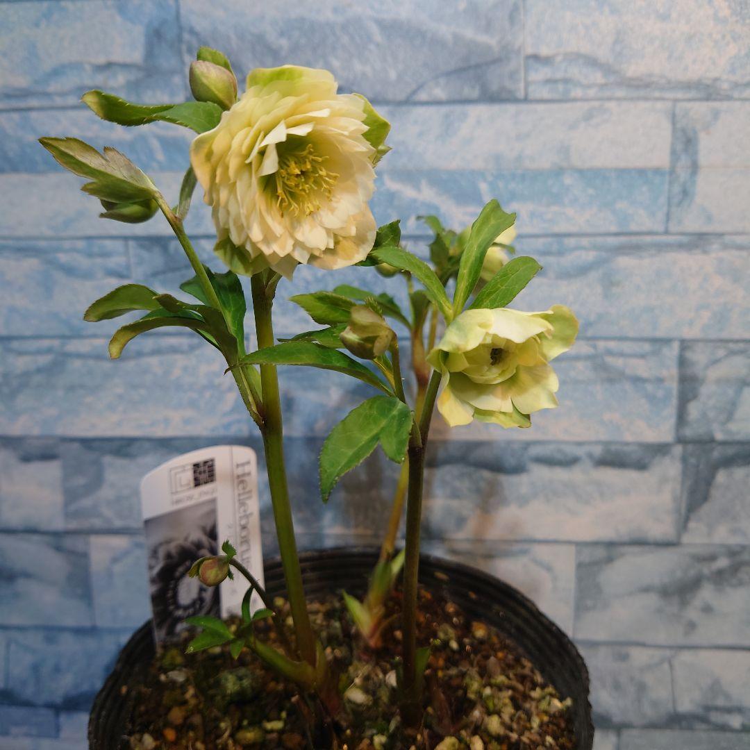 ☀️ クリスマスローズ開花株☀️ 6号スリットポット植え ☀