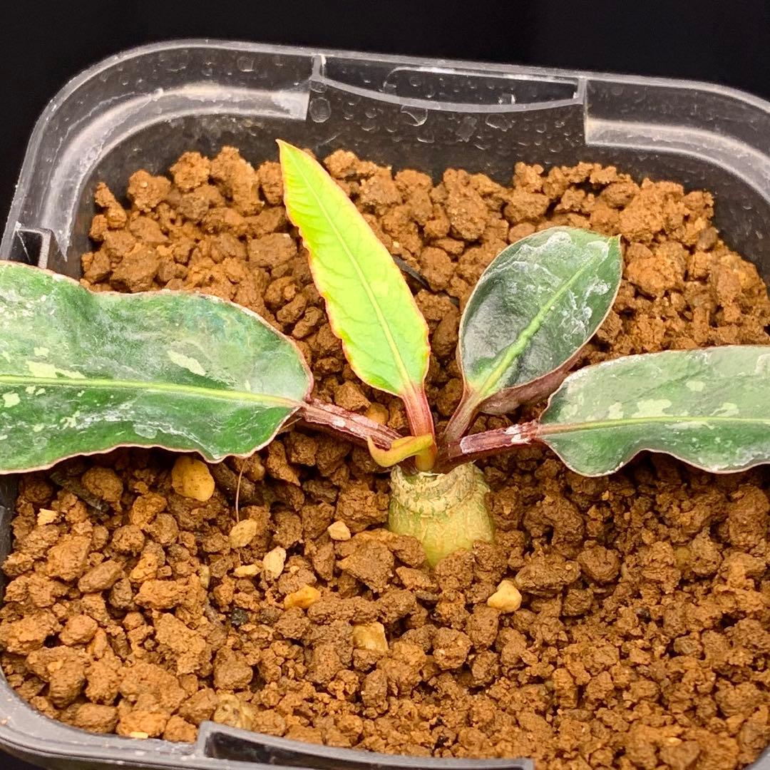 写真2-4枚目　クレメルシー　ユーフォルビア　多肉植物　塊根植物　cites 1