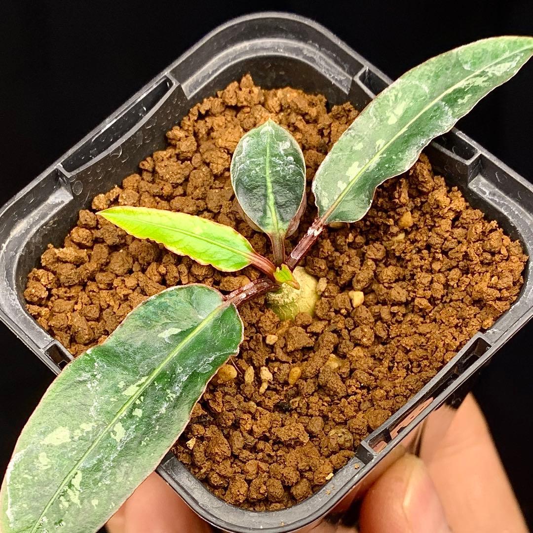 写真2-4枚目　クレメルシー　ユーフォルビア　多肉植物　塊根植物　cites 1