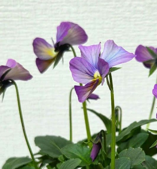 ビオラ　パルプンテ　1ポット　希少