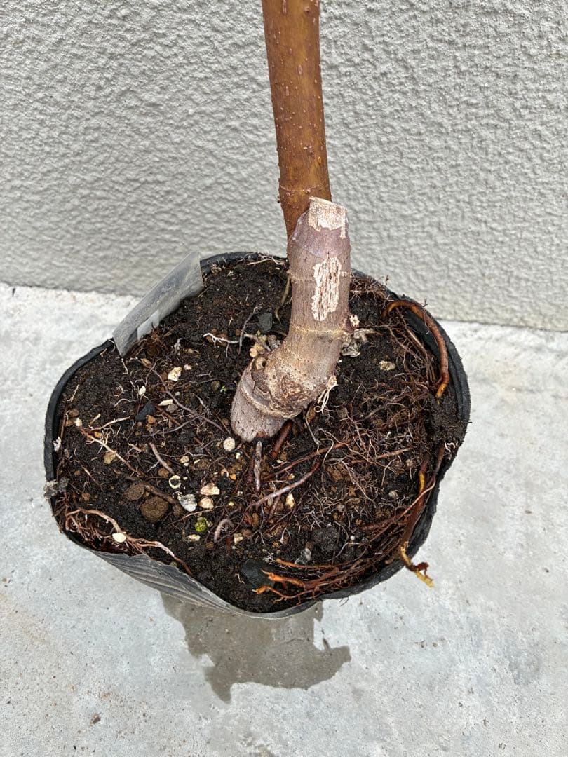 極甘！黒いちじく食べ比べセット【ヌアールドカロン＆ビオレソリエス】挿し木2年苗