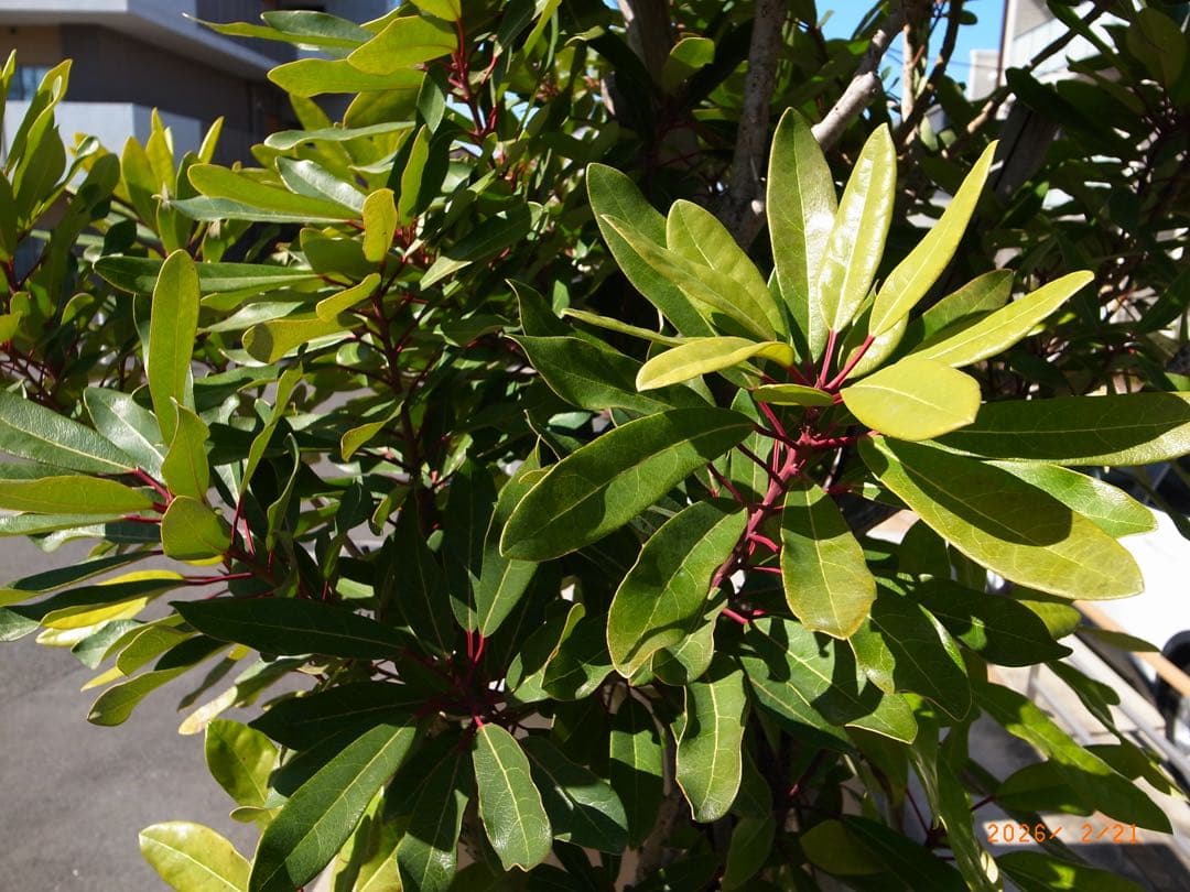 RICOHリコー GR DIGITAL III（GRデジタル3）完動・美品