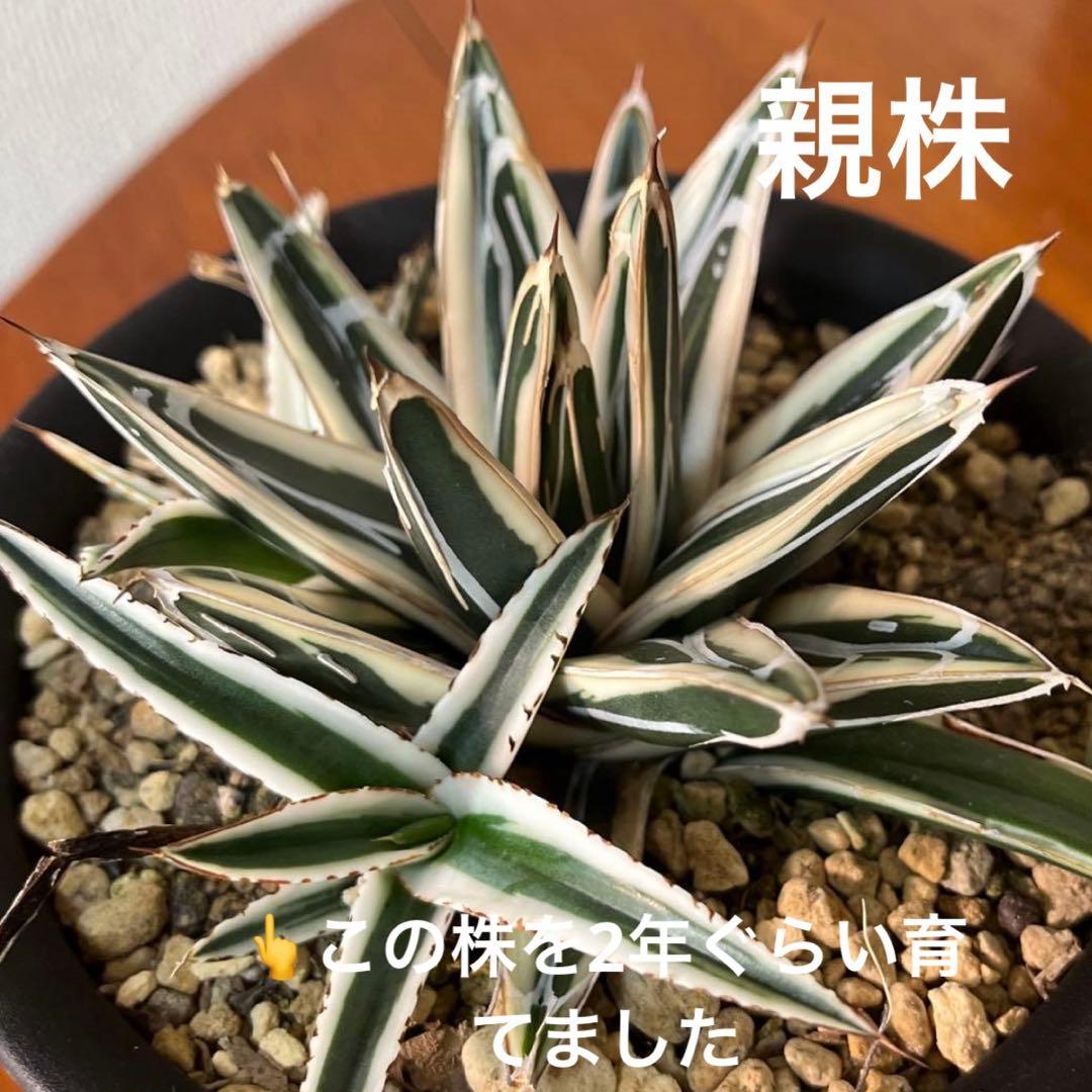 アガベ 氷山 プレステラ120 極上ペンキ 写真8枚目が親株