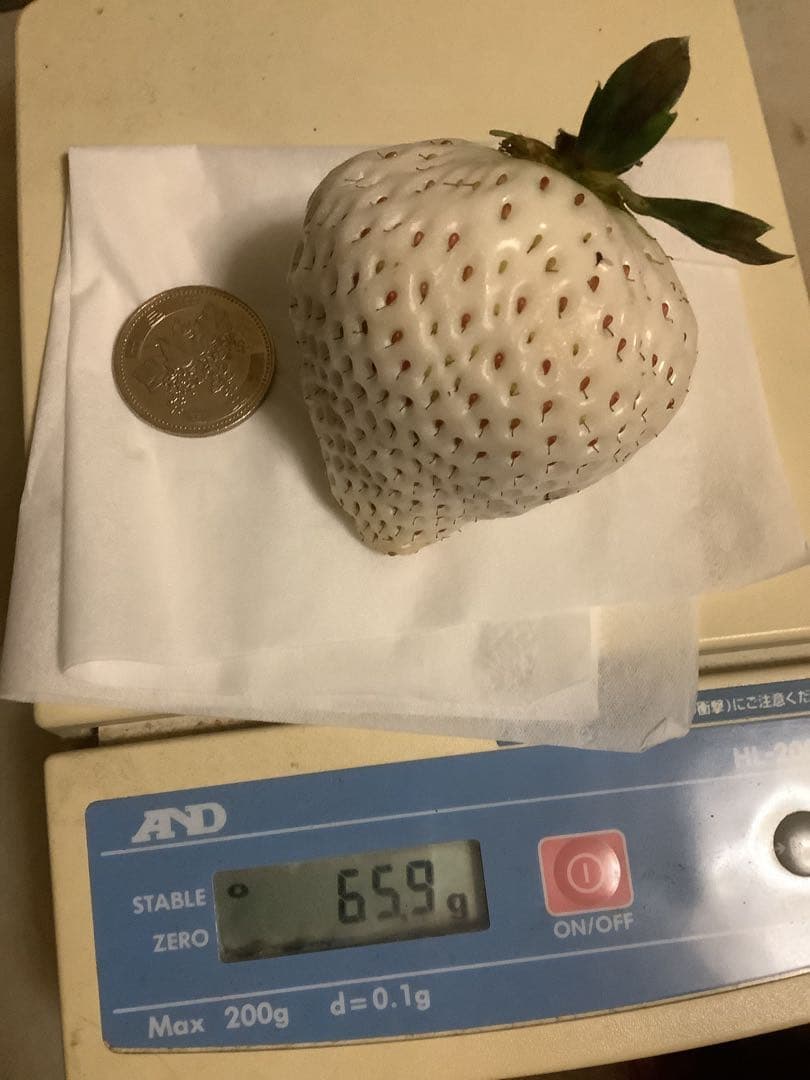 もん　いちご苗セット