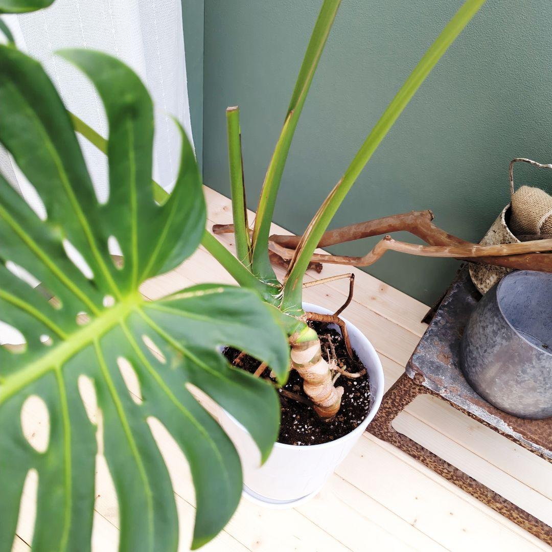 ＳＡＭ根上り モンステラ デリシオーサ (現品) 癒し空間８号