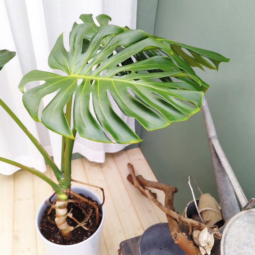 ＳＡＭ根上り モンステラ デリシオーサ (現品) 癒し空間８号