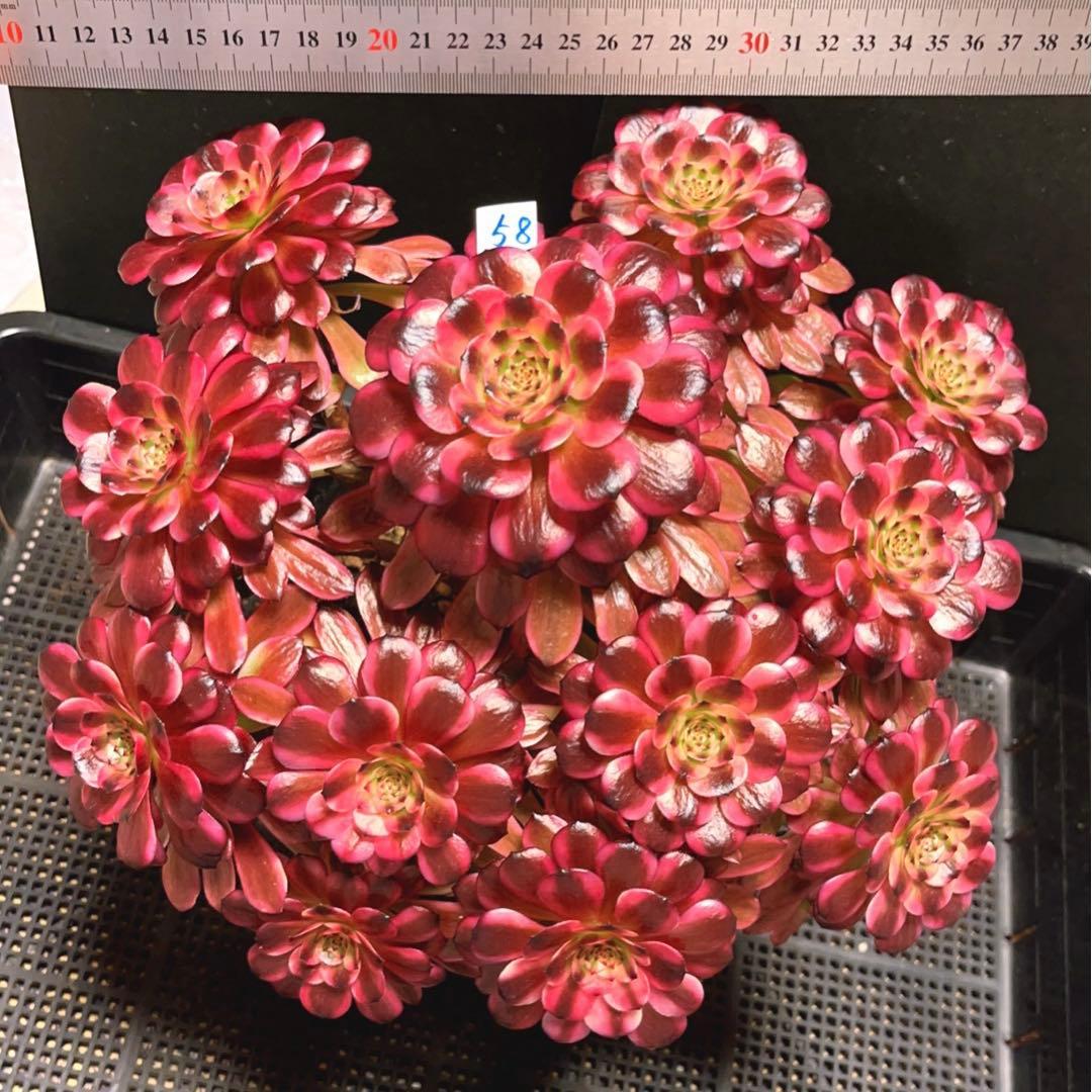 58#多肉植物アエオニウム錦❤️美姫❤️ 12大頭33cm拔き苗
