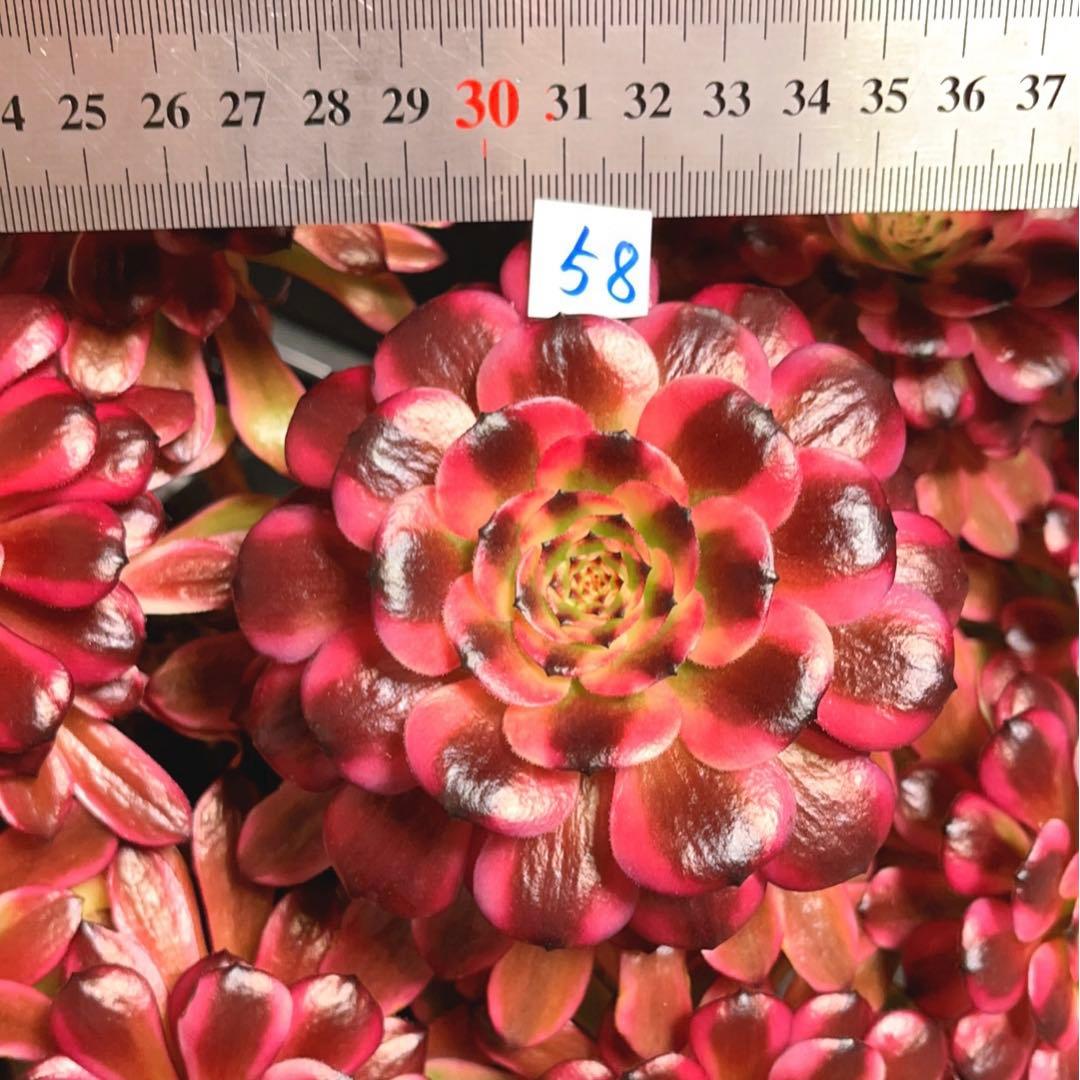 58#多肉植物アエオニウム錦❤️美姫❤️ 12大頭33cm拔き苗