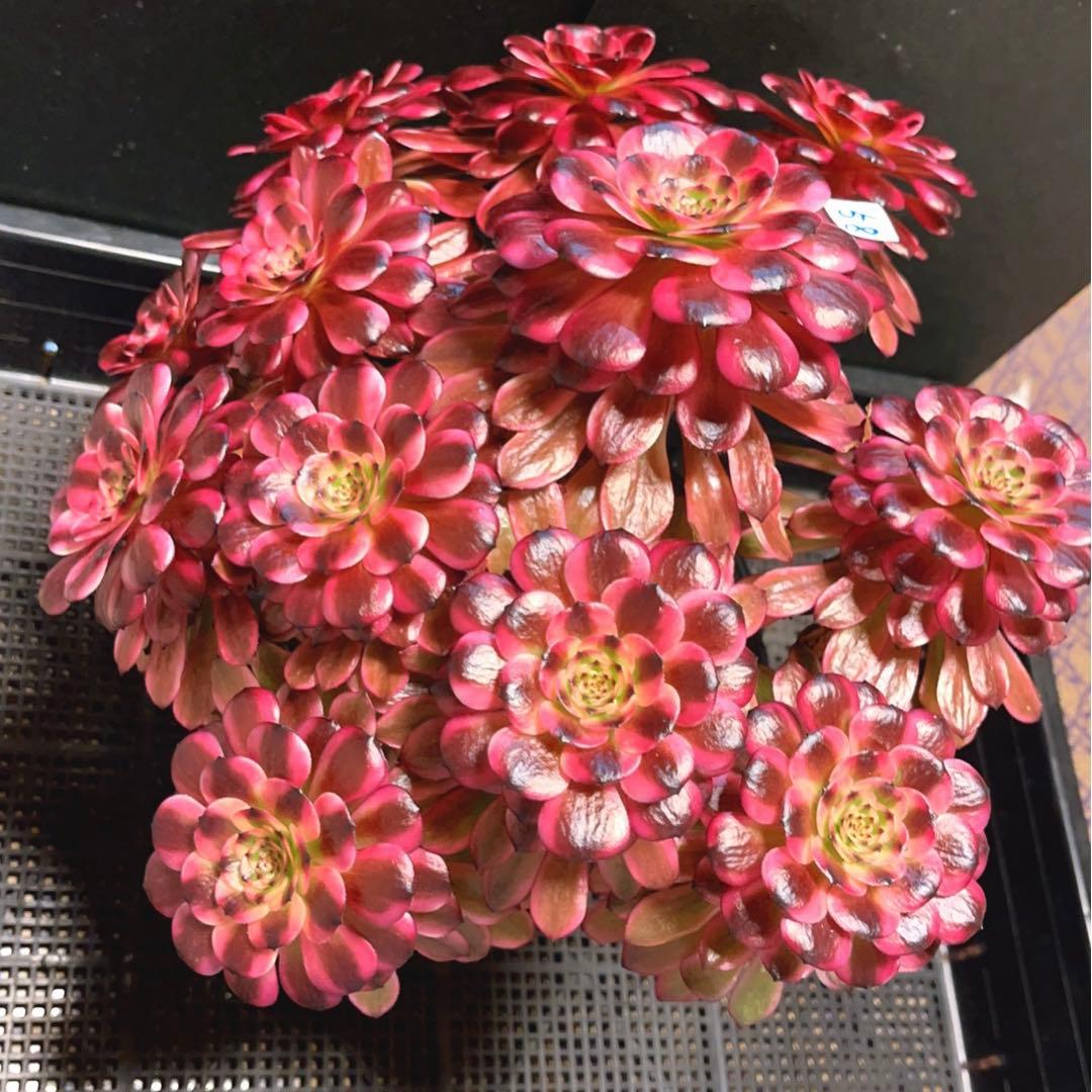 58#多肉植物アエオニウム錦❤️美姫❤️ 12大頭33cm拔き苗