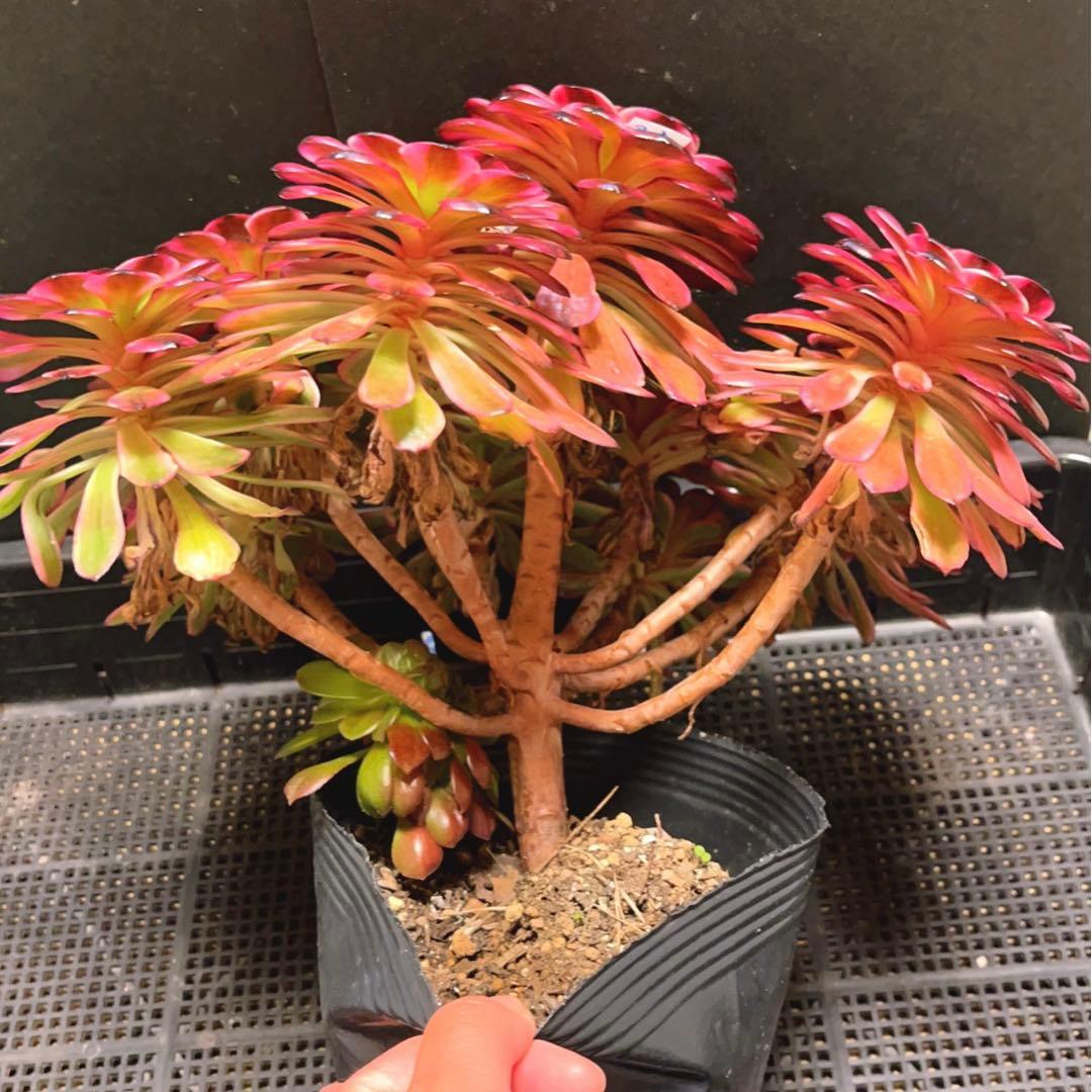58#多肉植物アエオニウム錦❤️美姫❤️ 12大頭33cm拔き苗