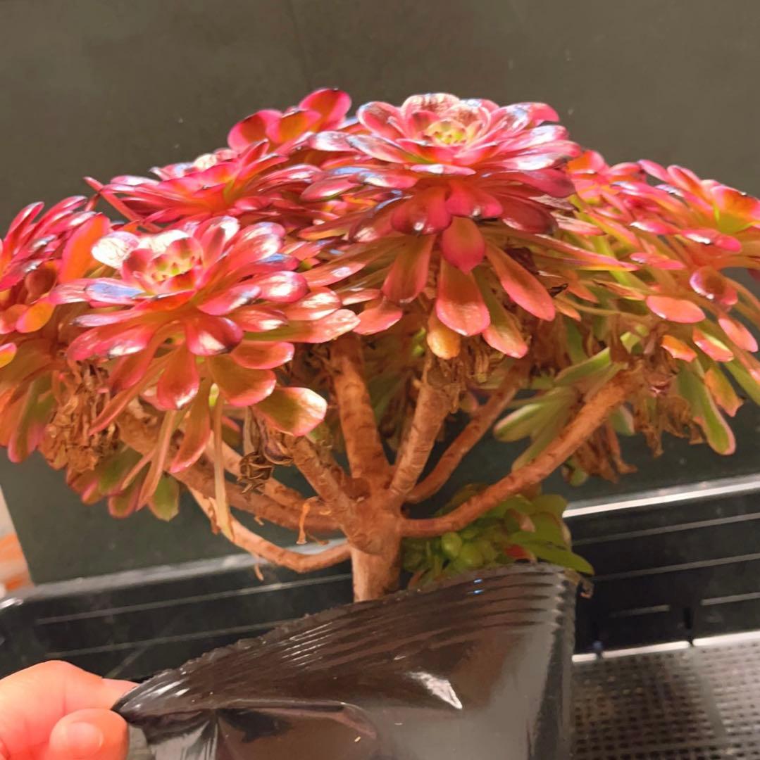 58#多肉植物アエオニウム錦❤️美姫❤️ 12大頭33cm拔き苗