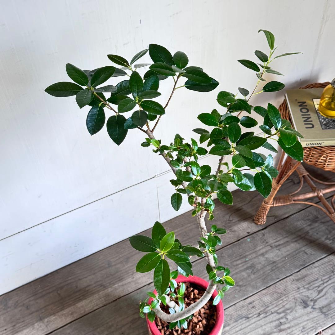 フランスゴム　フィカス　赤柄テラコッタ鉢植え　ルビキノーサ