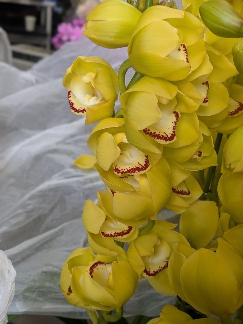 大輪ボリュームあるSpring Night 'Deep Impact'4本立ち