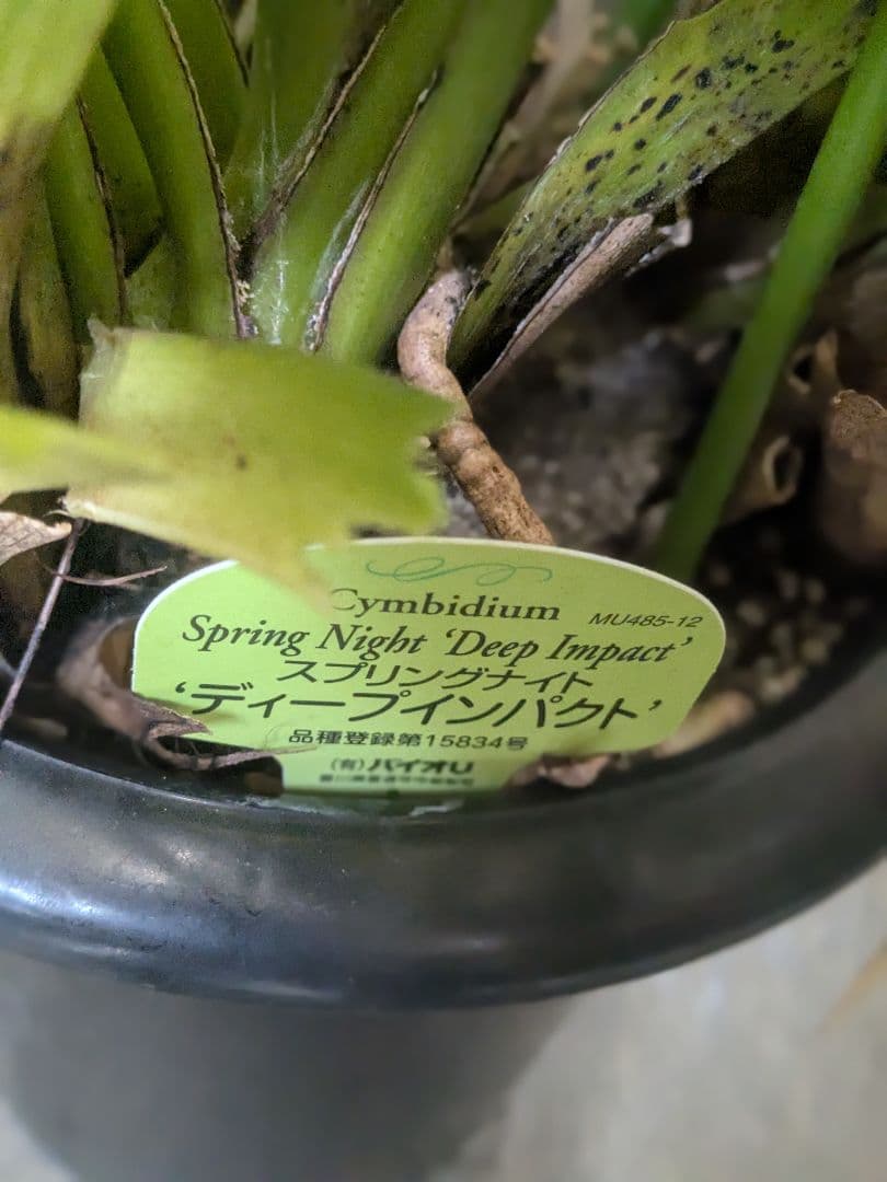 大輪ボリュームあるSpring Night 'Deep Impact'4本立ち