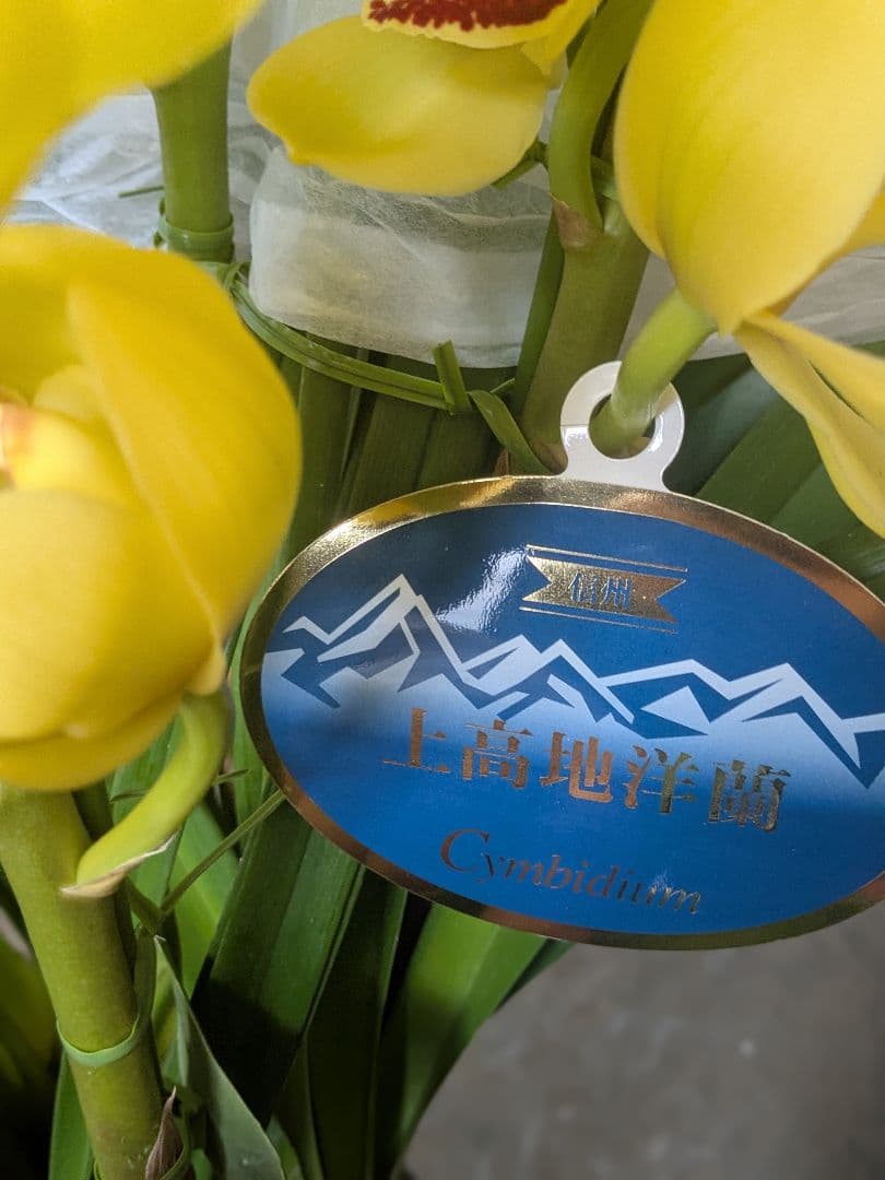 大輪ボリュームあるSpring Night 'Deep Impact'4本立ち