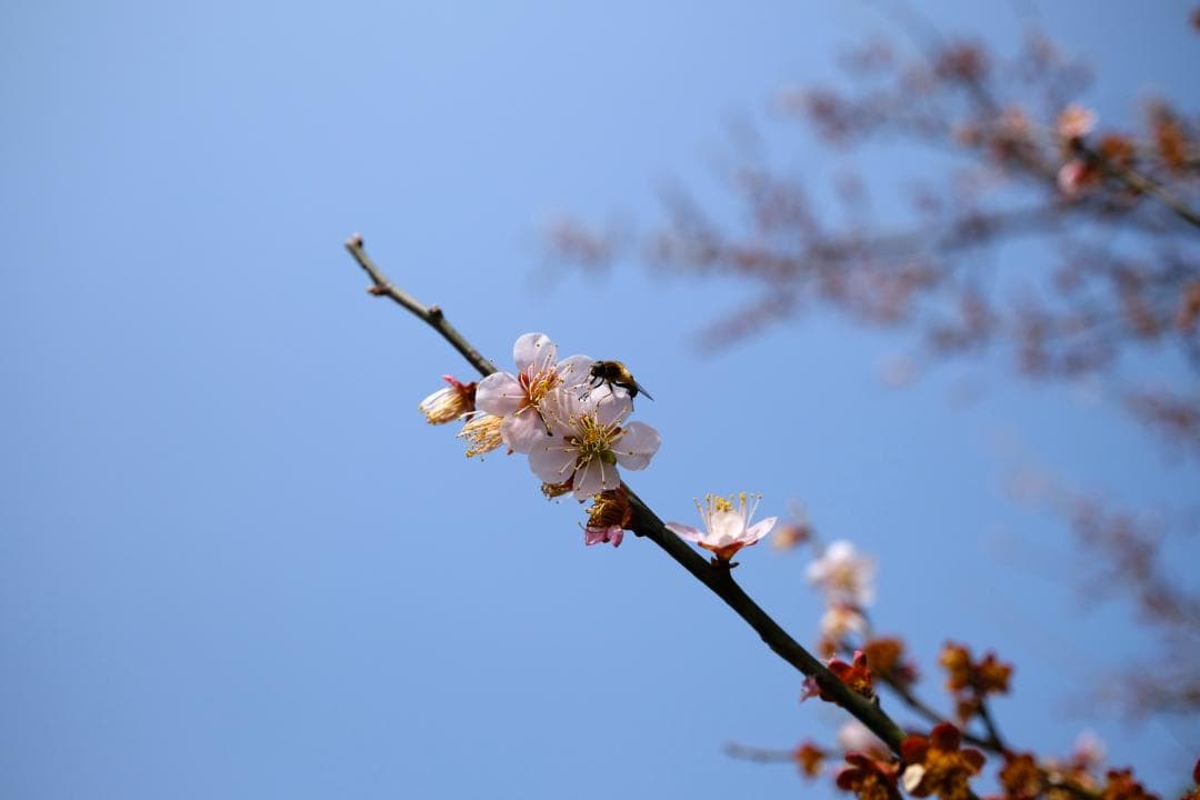 FUJIFILM X-T20 充電器付