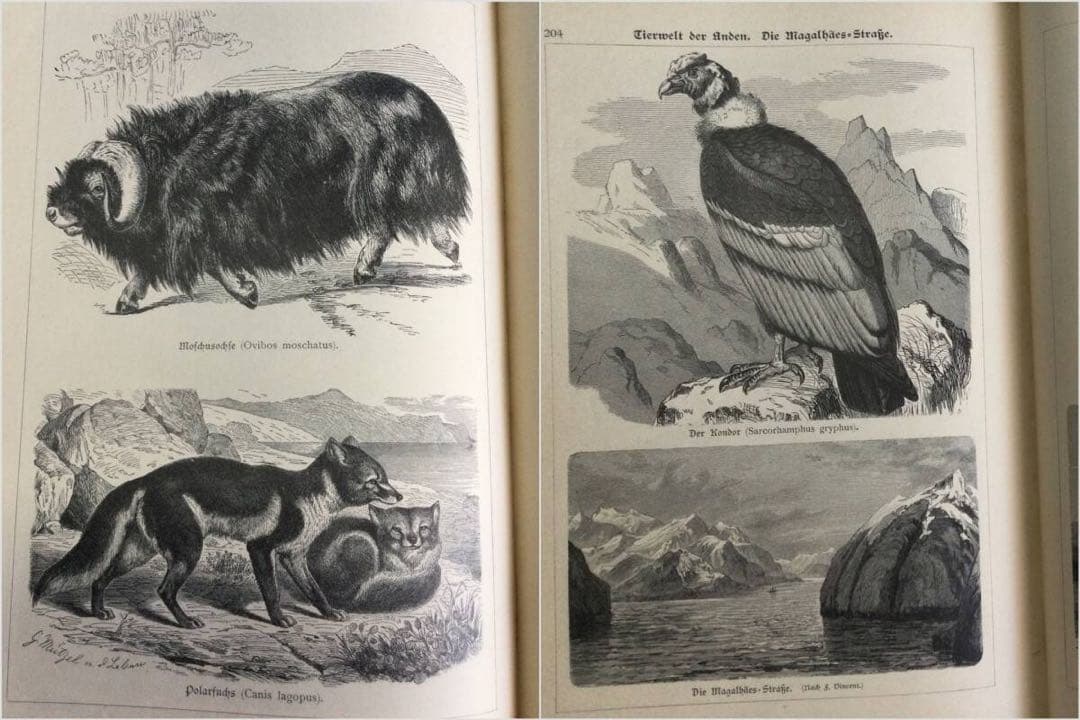 1897年　アンティーク木版・挿し絵集　約300ページ