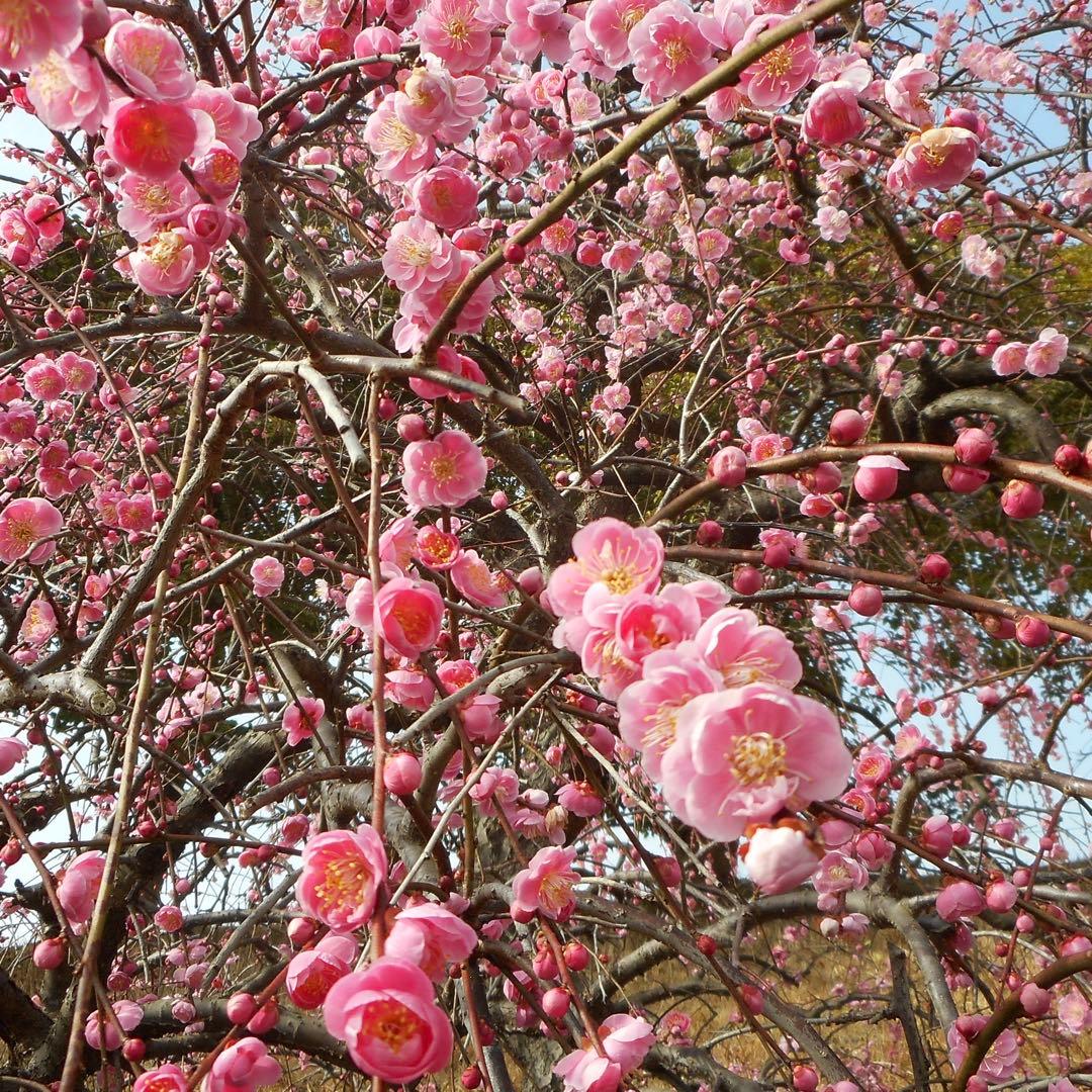 ⭐️美品 すぐ使えます⭐️Nikon Coolpix S3700 ピンク