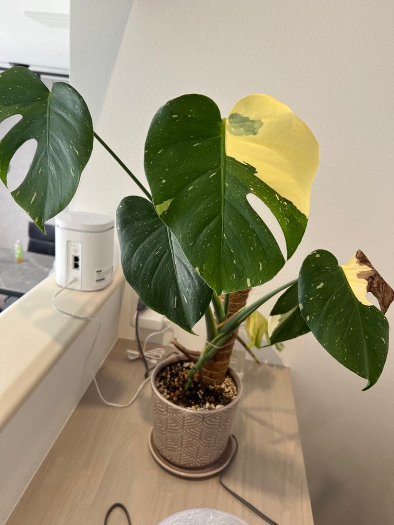 モンステラ斑入り