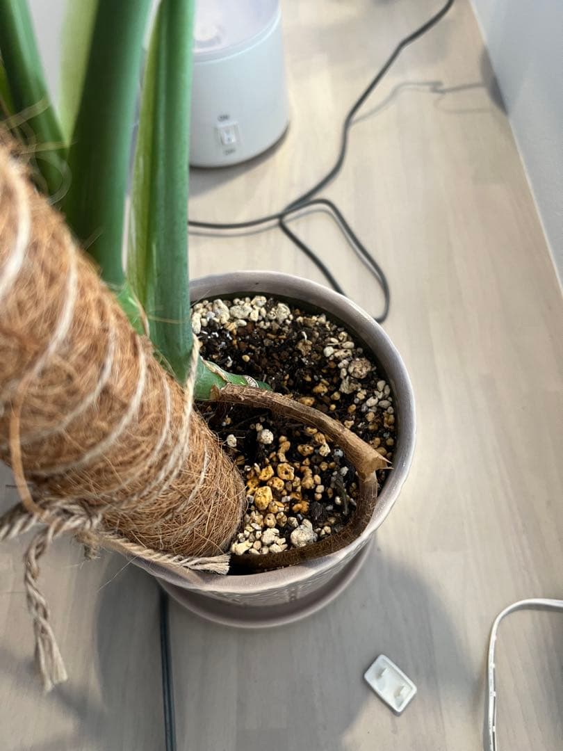 モンステラ斑入り