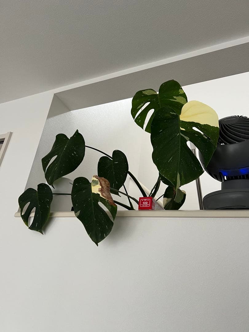 モンステラ斑入り
