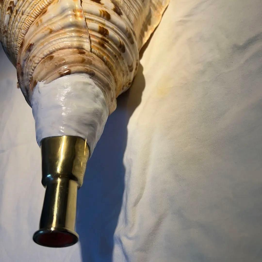 法螺貝　肉厚　ホラガイ　工芸品　和楽器　熊よけ