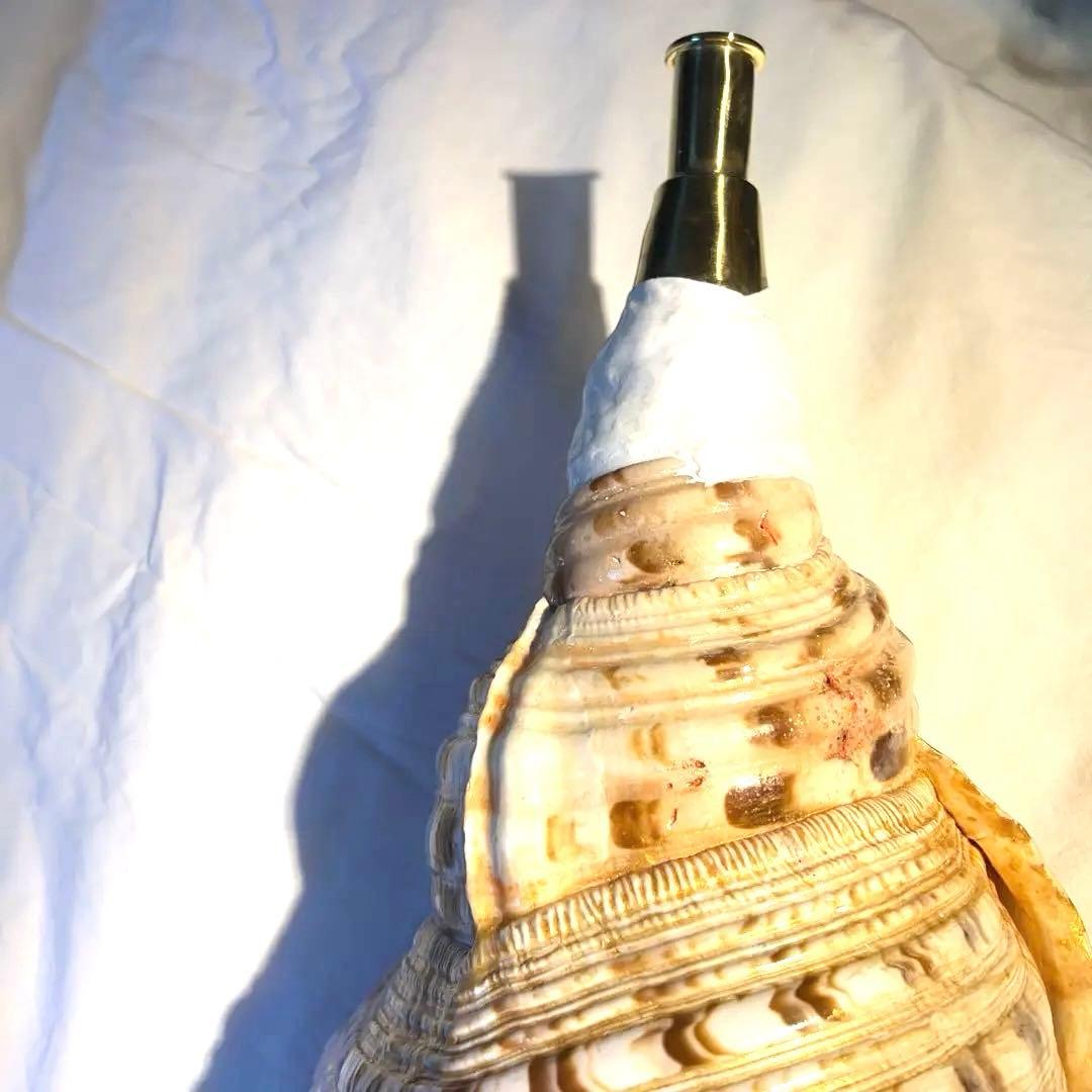 法螺貝　肉厚　ホラガイ　工芸品　和楽器　熊よけ