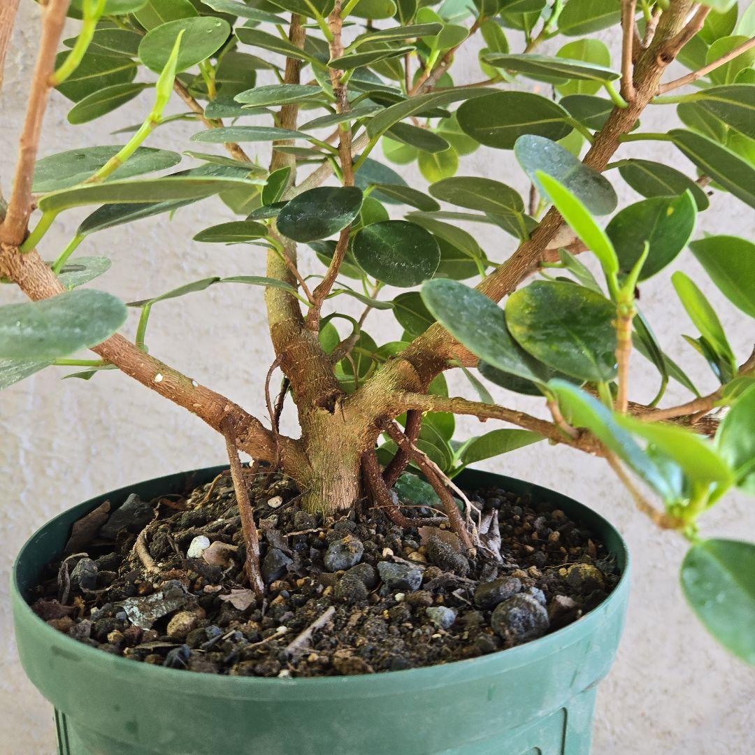 ②　パンダガジュマル　7号　最高等級