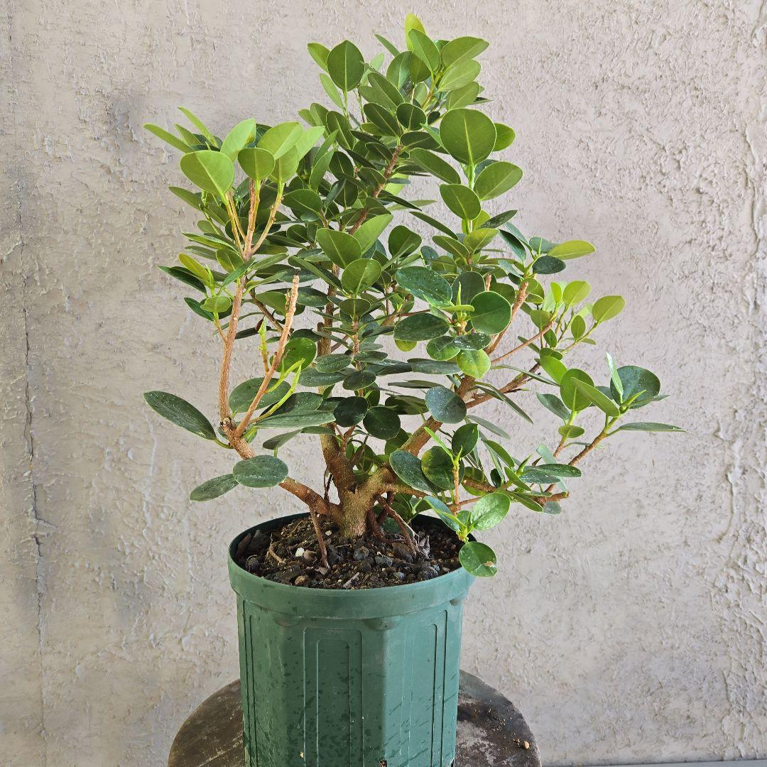 ②　パンダガジュマル　7号　最高等級