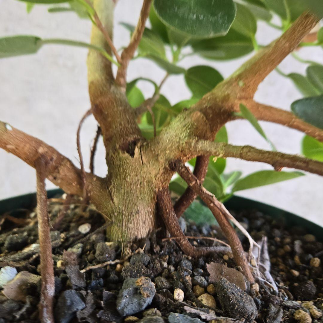 ②　パンダガジュマル　7号　最高等級