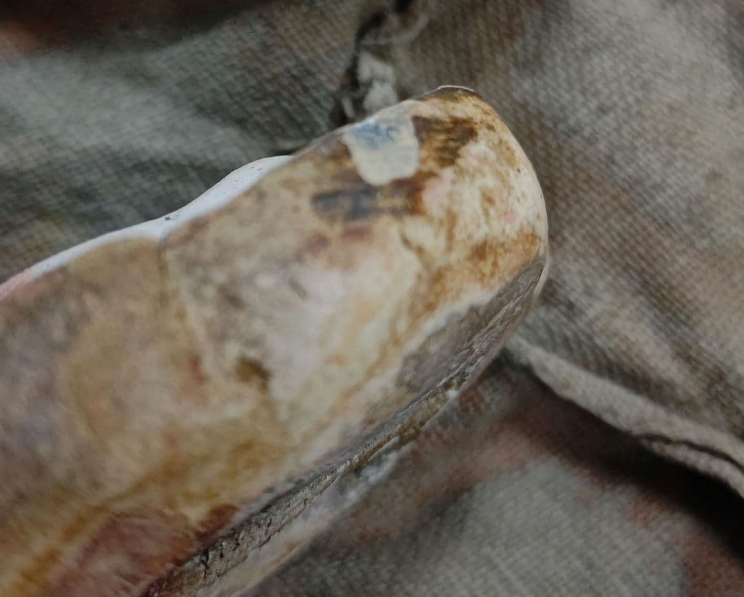 菊 香合 時代物 茶道具