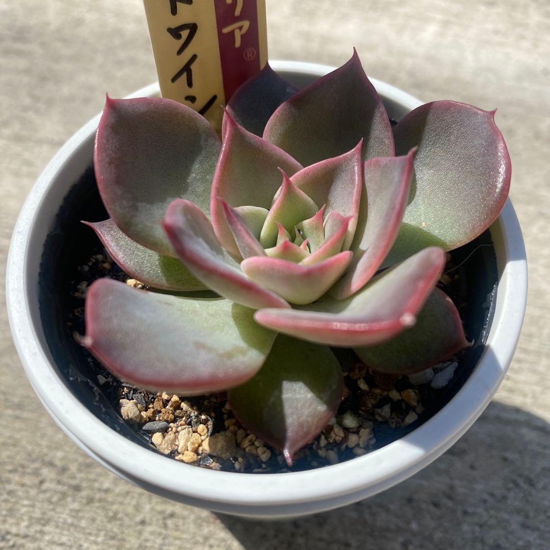 ミックスベリア　ホットワイン　札付き　ポットごと