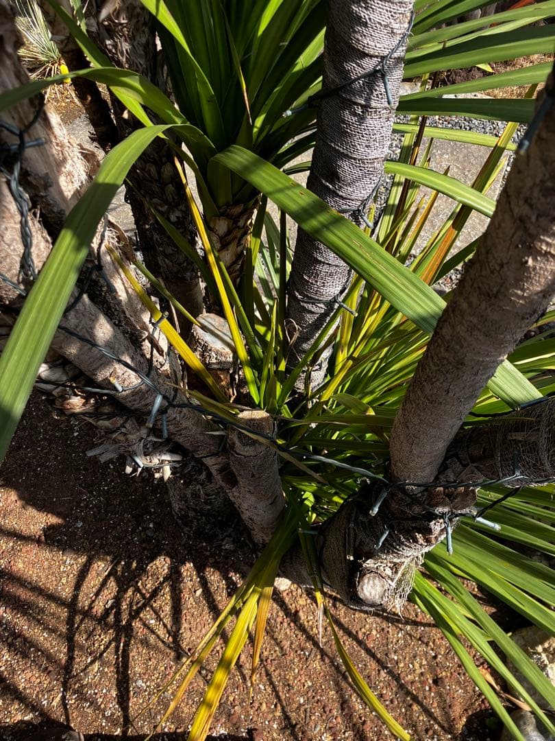 ニオイシュロラン