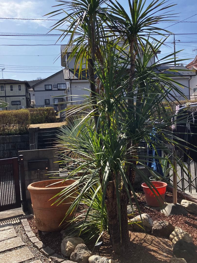 ニオイシュロラン