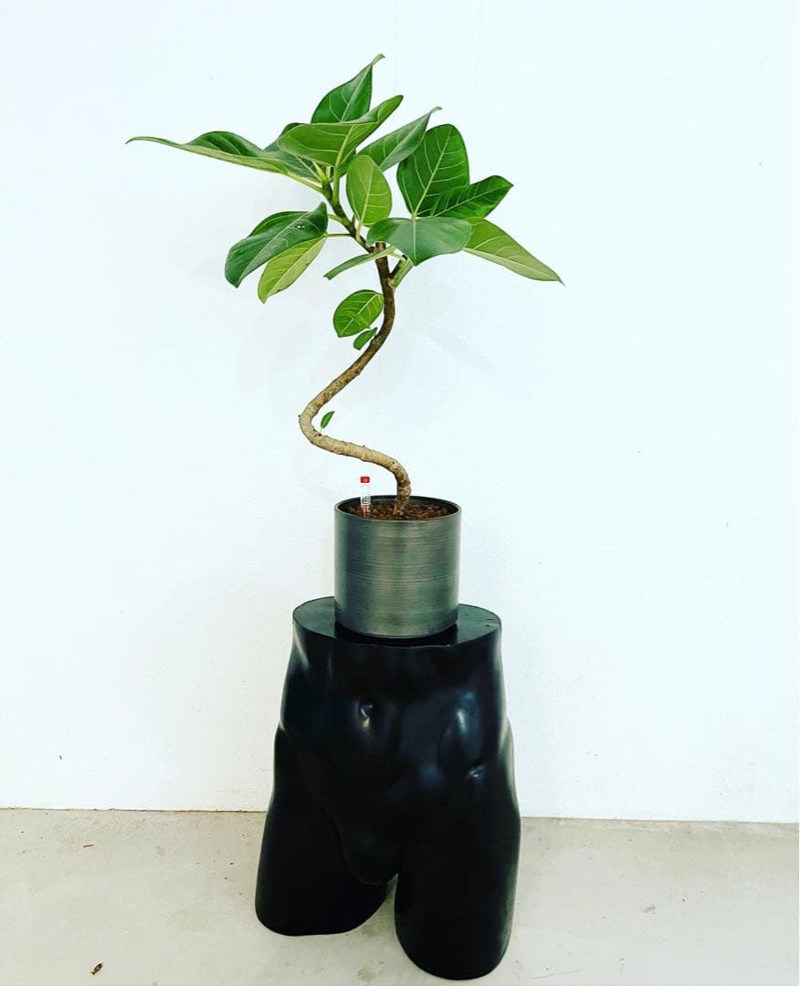 ReBodyABC レトロ 下半身トルソー