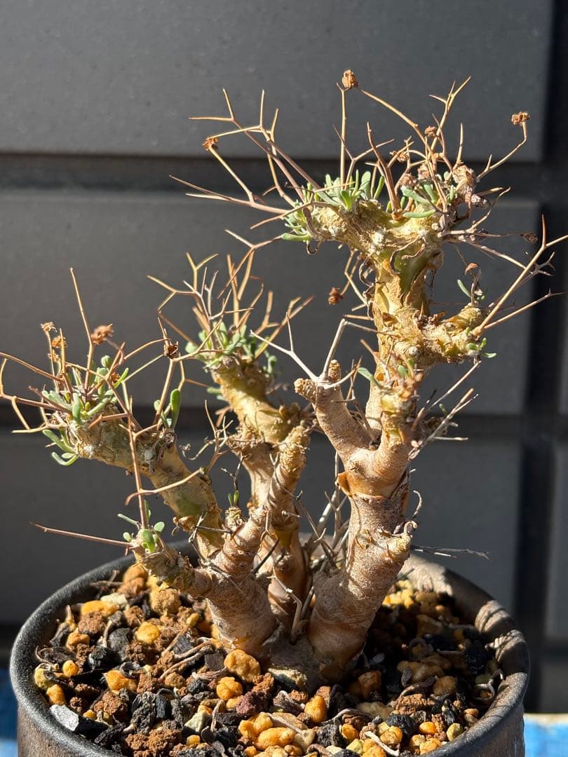 夕波　オトンナ　ユーフォルビオイデス　実生