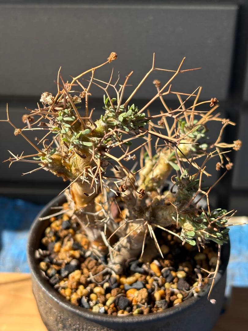 夕波　オトンナ　ユーフォルビオイデス　実生