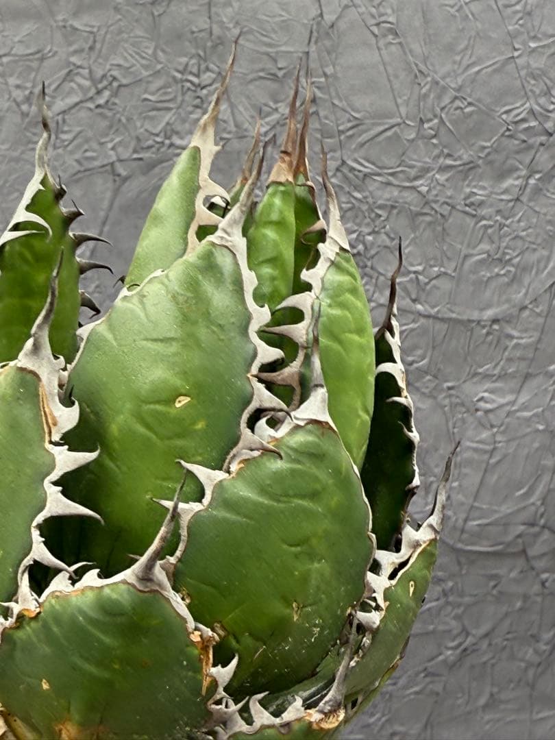 そ*ら様 アガベ チタノタ ホリダ “Horrida” 強棘 激レア 希少