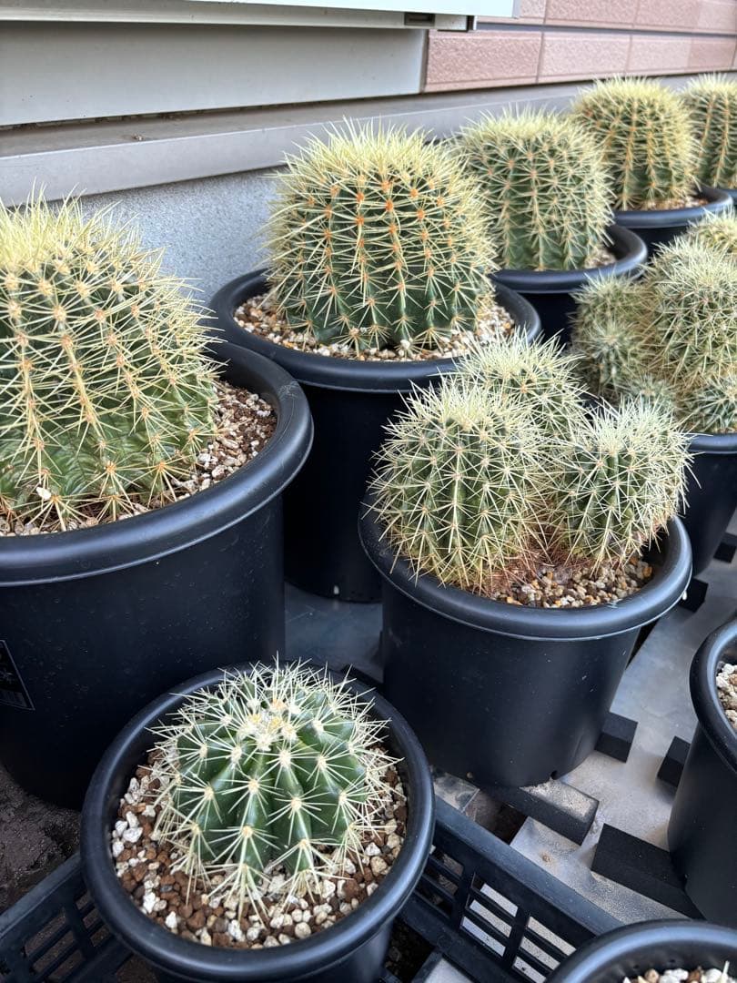 金鯱　8号サイズ　1鉢　キンシャチ　①