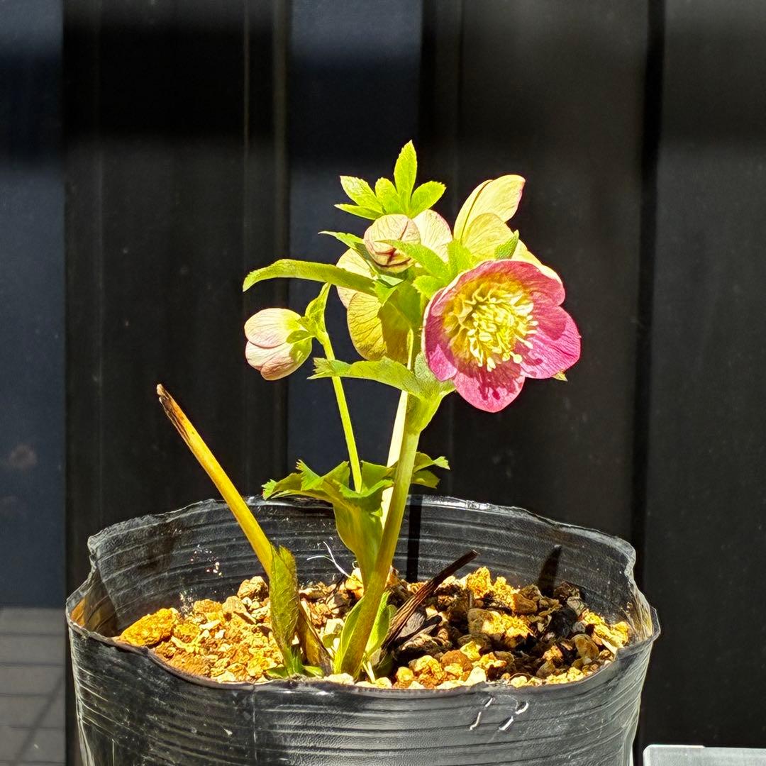 807☘️1年間管理株☘️ピカイチ可愛い☘️⭐️SDいちごレモンみるく⭐️超小輪⭐️コロコロ