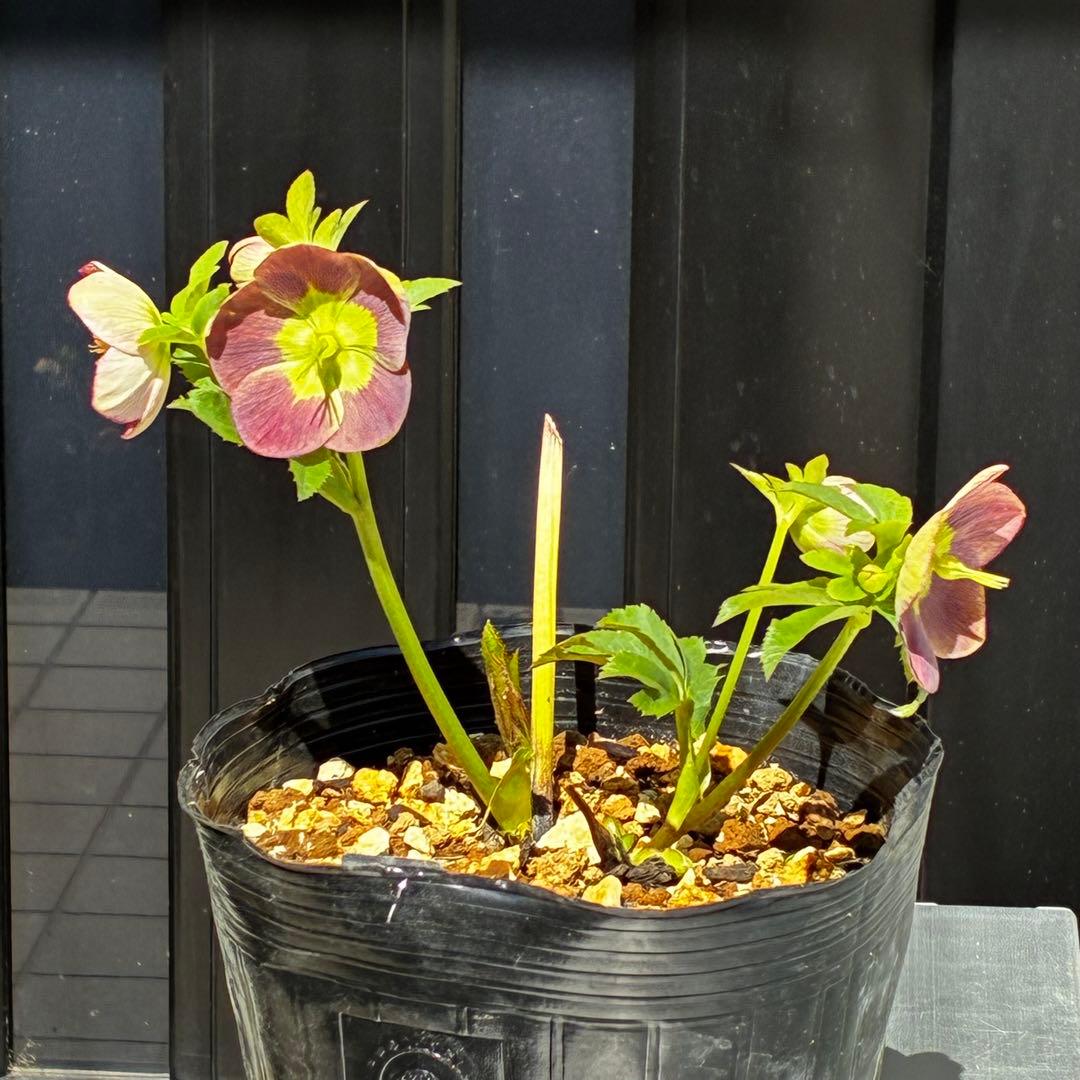 807☘️1年間管理株☘️ピカイチ可愛い☘️⭐️SDいちごレモンみるく⭐️超小輪⭐️コロコロ