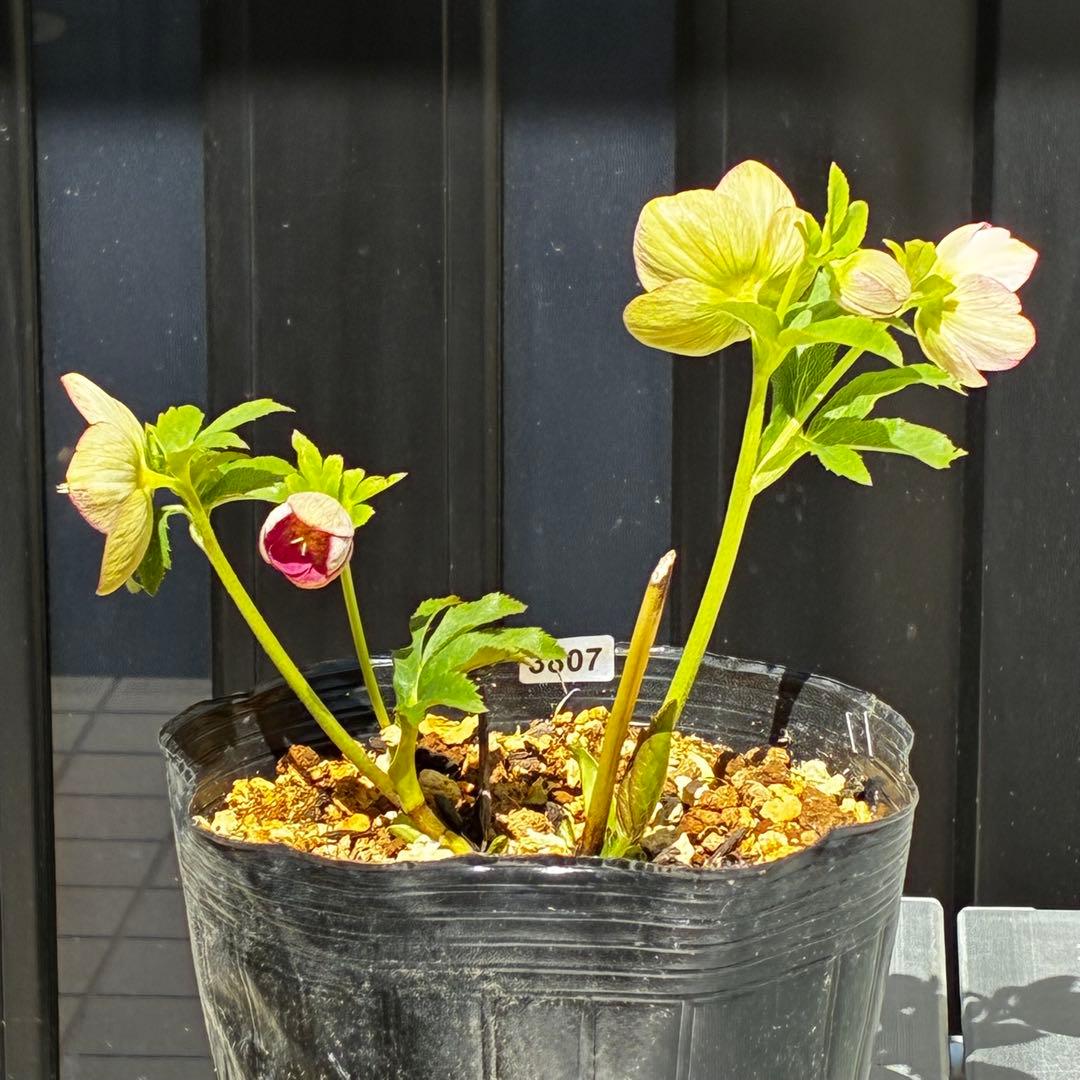 807☘️1年間管理株☘️ピカイチ可愛い☘️⭐️SDいちごレモンみるく⭐️超小輪⭐️コロコロ