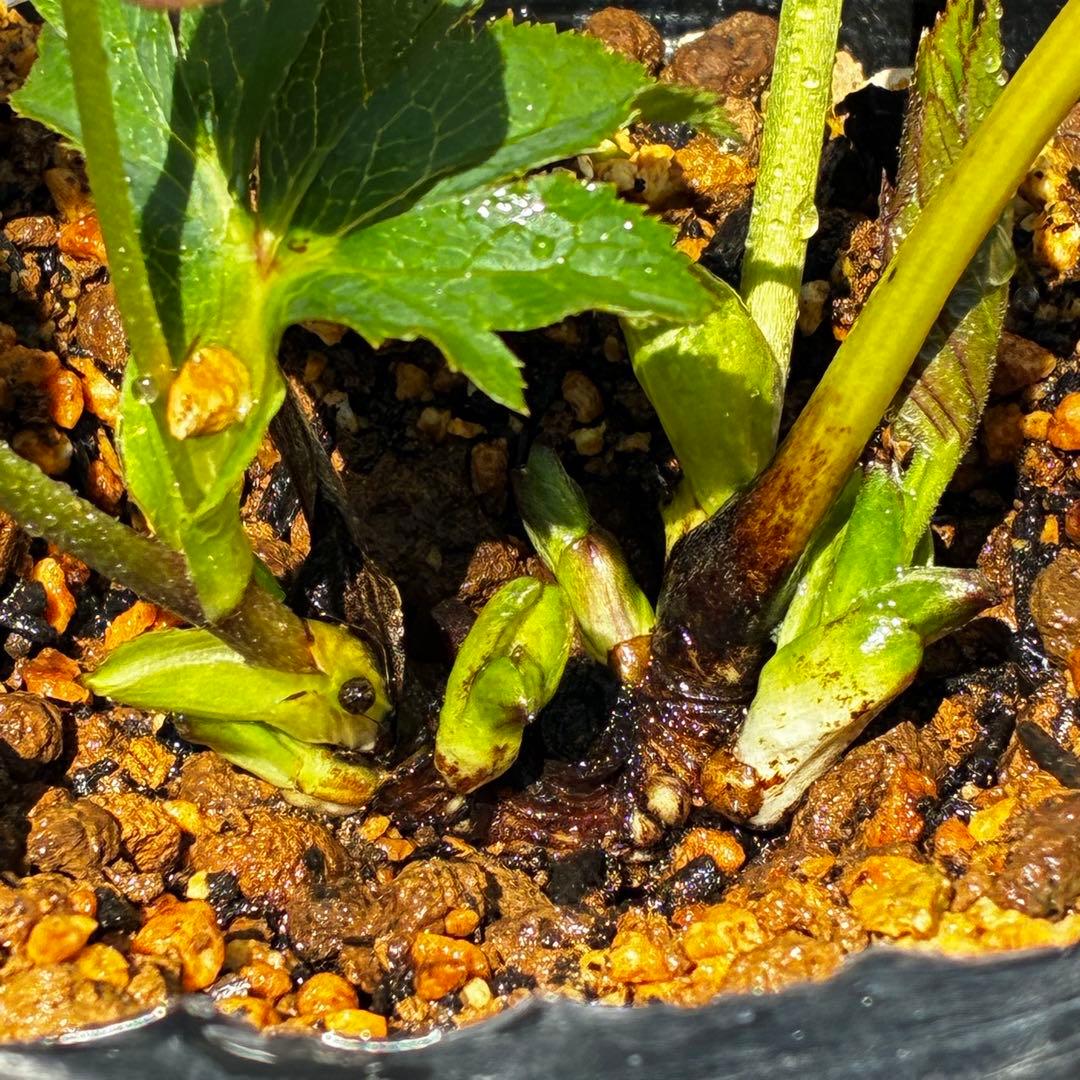 807☘️1年間管理株☘️ピカイチ可愛い☘️⭐️SDいちごレモンみるく⭐️超小輪⭐️コロコロ