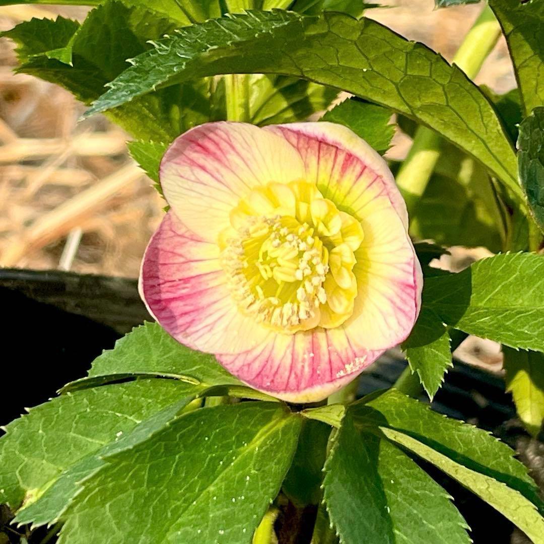 807☘️1年間管理株☘️ピカイチ可愛い☘️⭐️SDいちごレモンみるく⭐️超小輪⭐️コロコロ