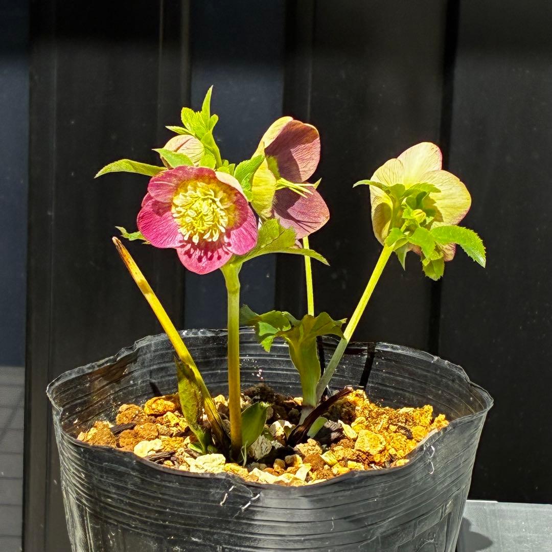 807☘️1年間管理株☘️ピカイチ可愛い☘️⭐️SDいちごレモンみるく⭐️超小輪⭐️コロコロ