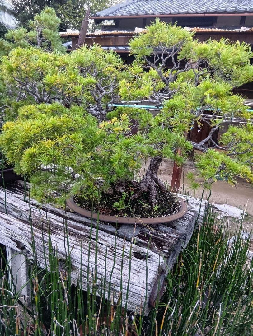 五葉松（特大サイズ）