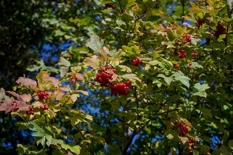 30　美品　初期型　ジュピター 8 　2/50 L39アダプター付