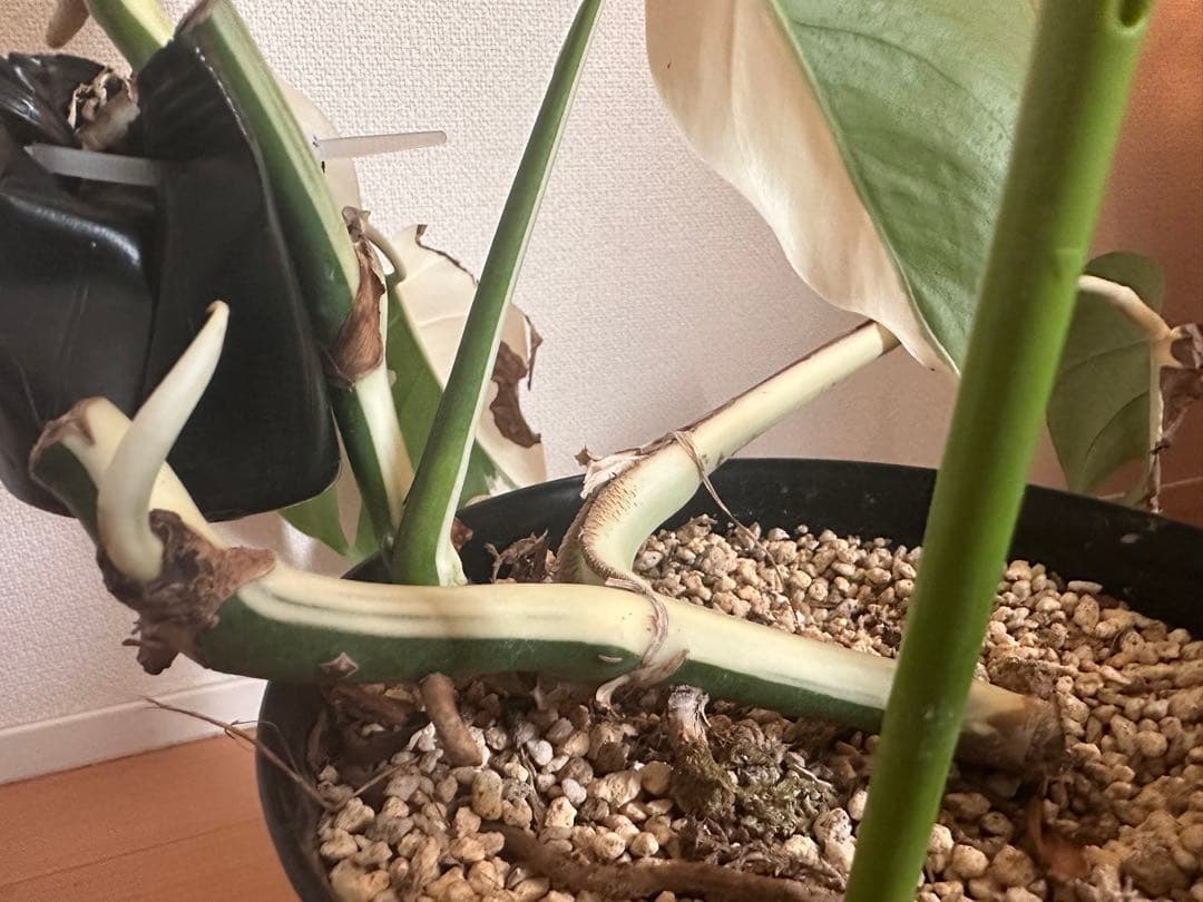 斑入りモンステラ　トップカット